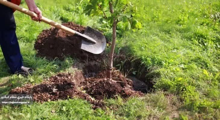 کاشت ۳میلیون اصله نهال در کرمانشاه