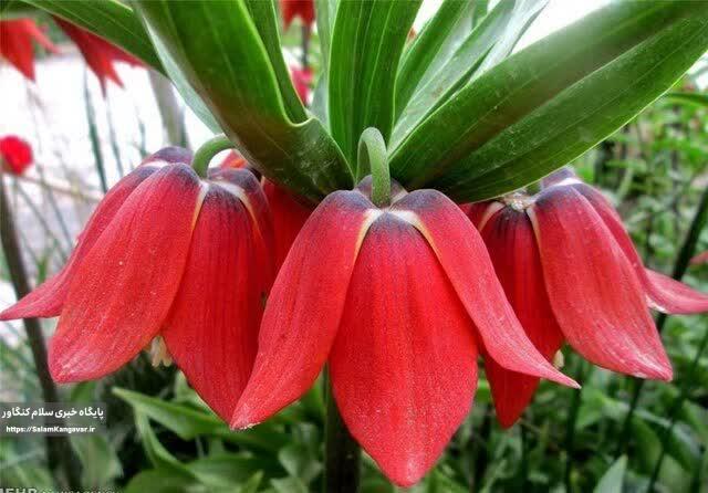 ” لاله واژگون” را نچینید