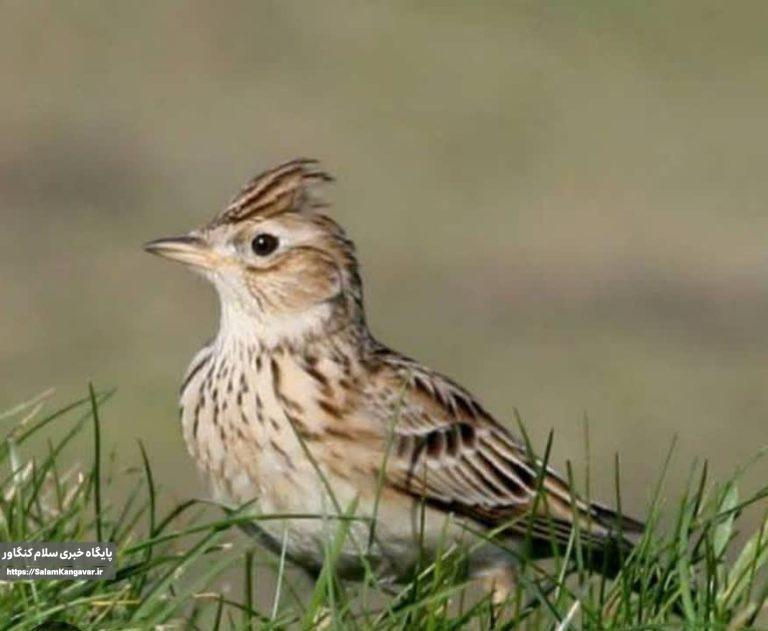 دستگیری دو باند حرفه ای زنده گیری و قاچاق پرندگان وحشی در کنگاور