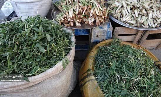 نواخته شدن زنگ خطر انقراض گیاهان بهاره در شاهو