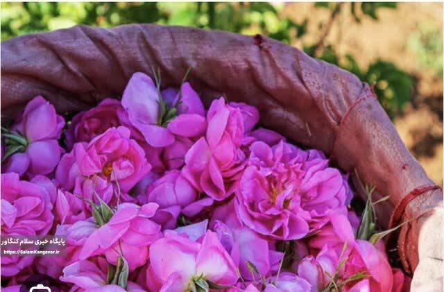 عطر گل محمدی در گلستان های کرمانشاه پیچید