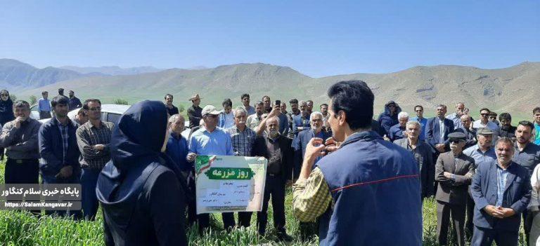 برگزاری مراسم روز مزرعه کشت بدون شخم و کشت کاملینا در کنگاور