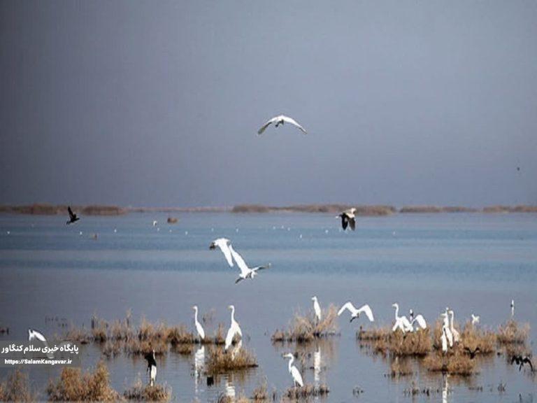 کاهش ۳۰ درصدی شمار پرندگان مهاجر در کرمانشاه
