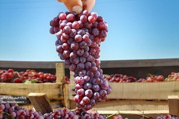 “انگور یاقوتی” کرمانشاه روانه بازار شد