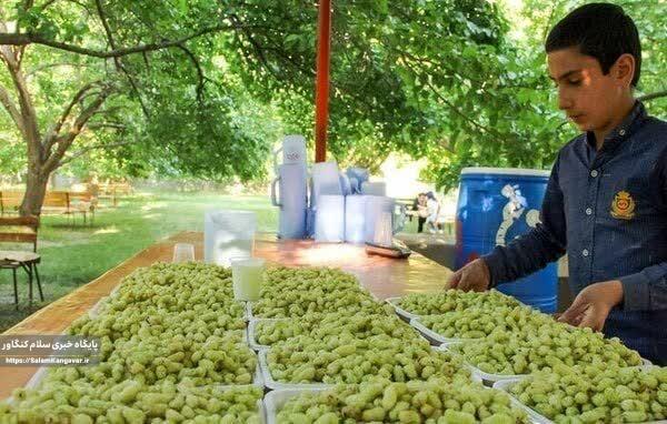 برآورد تولید ۵۷۰ تن توت در باغات کرمانشاه