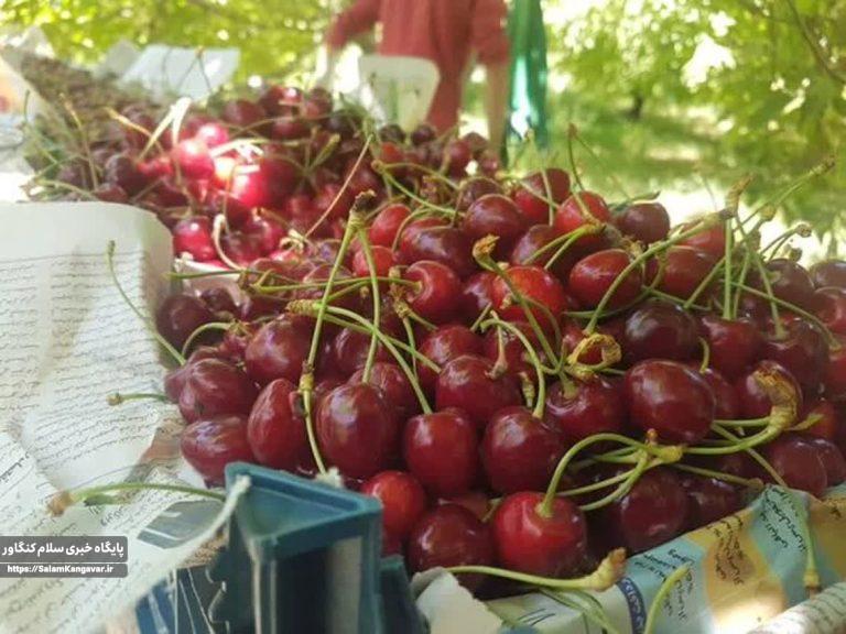 برآورد تولید ۱۲ هزار تن گیلاس از باغات کرمانشاه