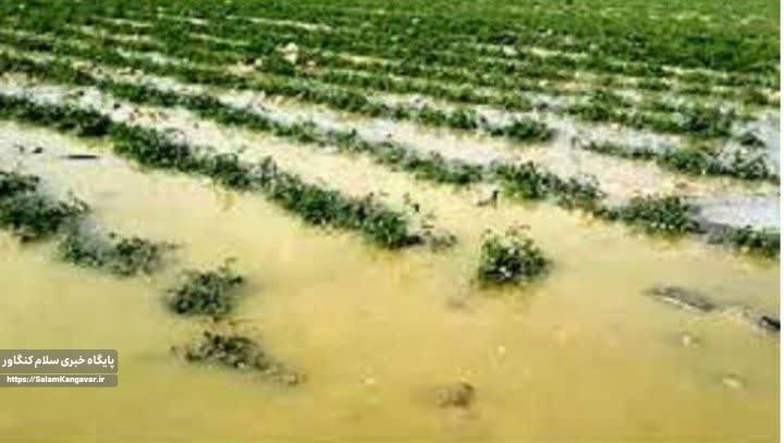 بارش های اخیر چقدر به کشاورزی کرمانشاه خسارت وارد کرد؟