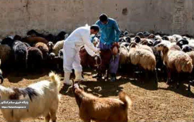 برگزاری رزمایش جهاد دامپزشکی در هفته جهاد کشاورزی