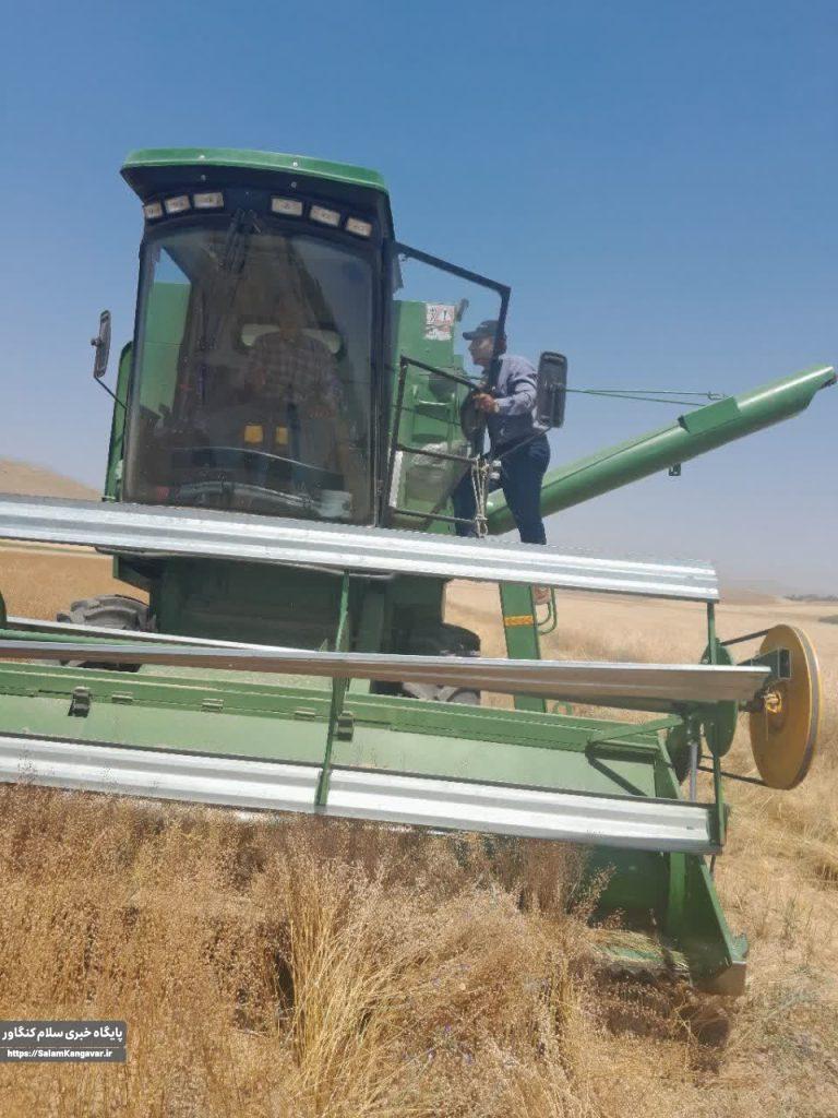 آغاز برداشت دانه روغنی کاملینا از مزارع شهرستان کنگاور