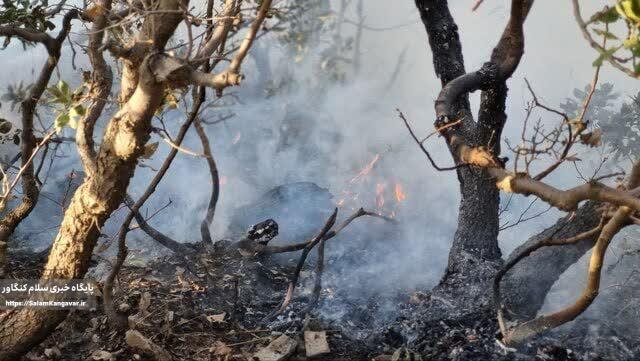 حریق در ۹۵۰ هکتار از عرصه های محیط زیست کرمانشاه