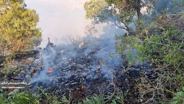 جزئیاتی از آتش سوزی های فصل بهار کرمانشاه