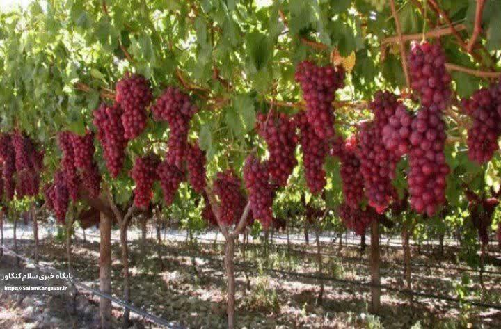 بزرگترین “باغ سایبان” کشور تا آخر سال در کرمانشاه افتتاح میشود