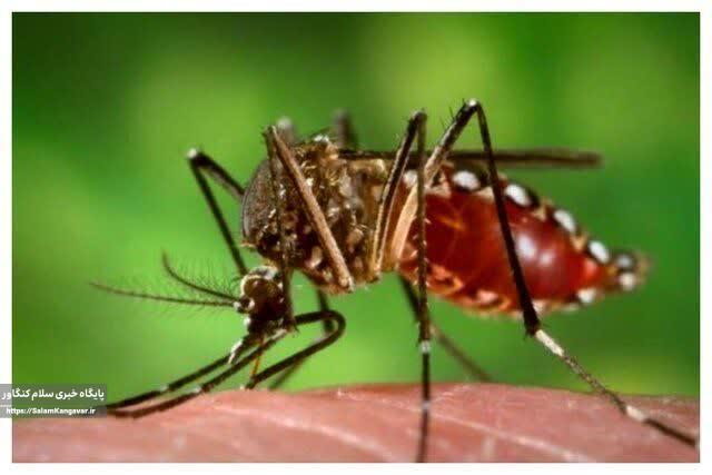 موردی از “تب دنگی” در کرمانشاه گزارش نشده است