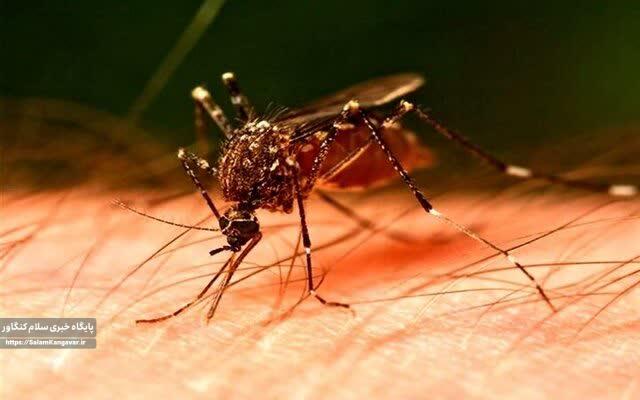 راه های انتقال و علائم تب دنگی