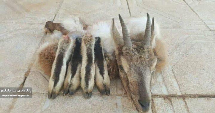 شکارچی متخلف با حکم دادستان کنگاور راهی زندان شد