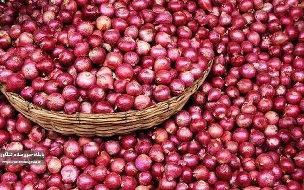 برآورد تولید ۱۴۷ هزار تن “پیاز” در کرمانشاه
