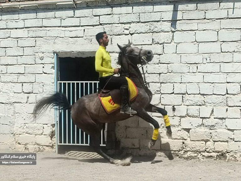 پنجمین باشگاه سوارکاری کنگاور افتتاح شد