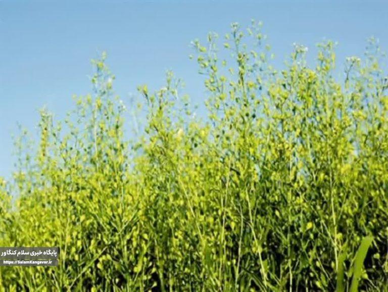 ۴۰ هزار هکتار از اراضی زراعی کشور زیر کشت “کاملینا” می رود
