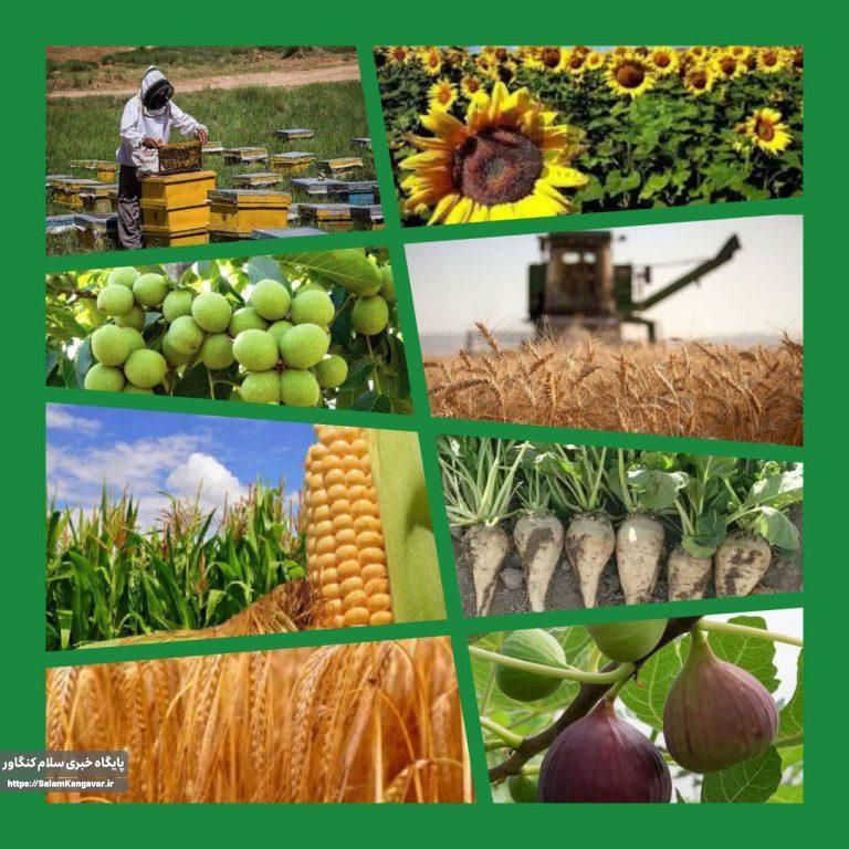مهمترین دستاورد های جهاد کشاورزی کنگاور در یک سال اخیر
