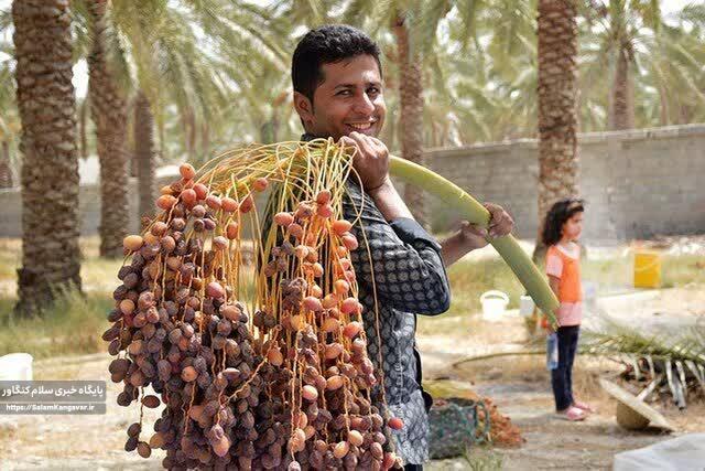 پیش بینی تولید ۳هزار و ۵۰۰ تن “خرما” در کرمانشاه