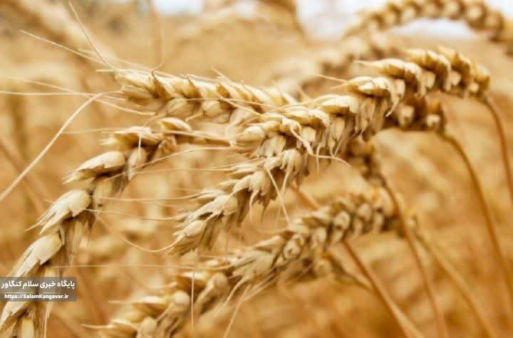 ۸۵ درصد مطالبات گندمکاران کرمانشاه پرداخت شده است