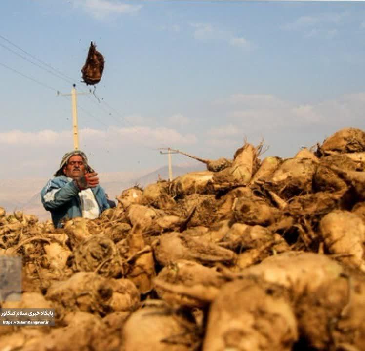 پیش بینی تولید بیش از یک میلیون تن “چغندرقند بهاره” در کرمانشاه