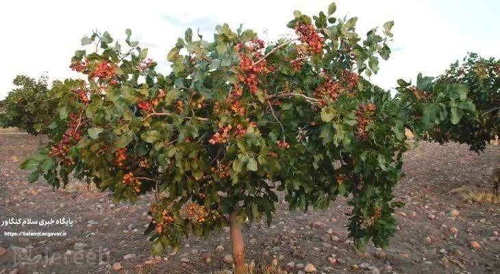 کرمانشاه، برای کاشت درخت پسته مستعد است