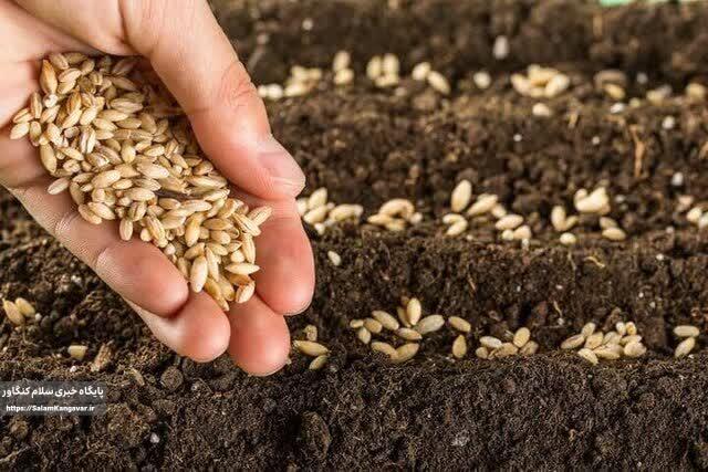 ۷۰۰ هزار هکتار از اراضی کشاورزی کرمانشاه زیر کشت پاییزه می رود