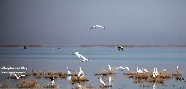 اجرای طرح پایش آنفلوآنزای فوق حاد پرندگان در کرمانشاه