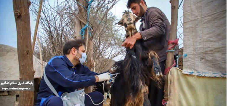 واکسیناسیون بیش از ۵۰۰ هزار راس دام در کنگاور