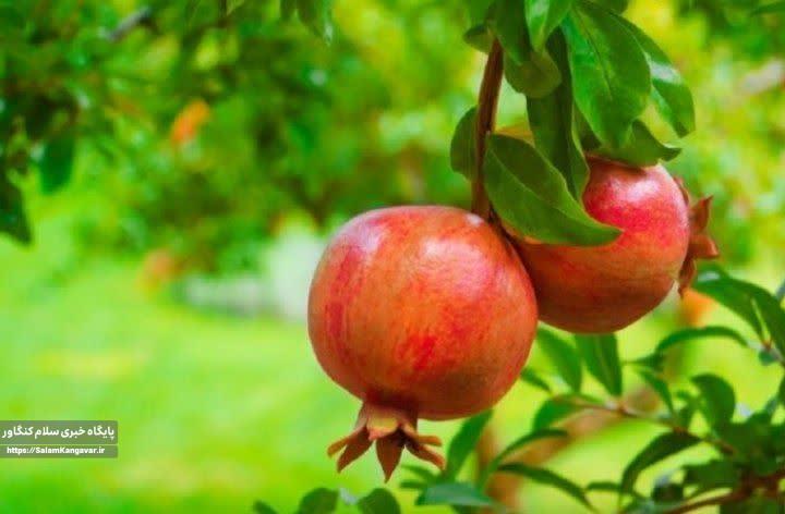 پیش بینی تولید ۴۲۰۰ تن “انار” در باغات کرمانشاه