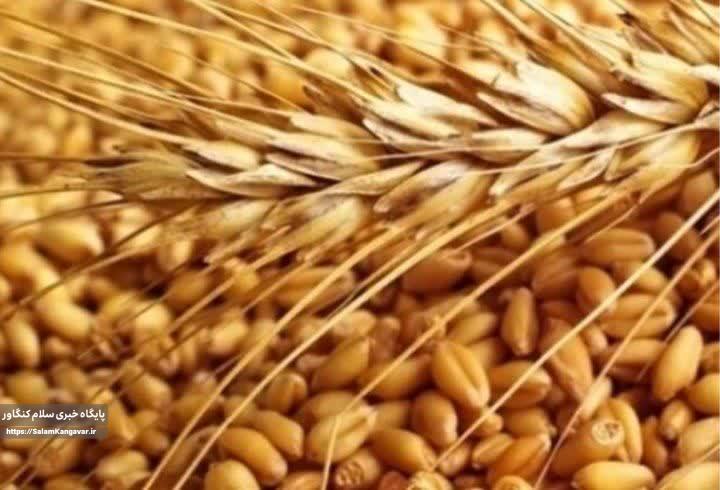 پیشبینی کشت ۴۳۵ هزار هکتار گندم در کرمانشاه