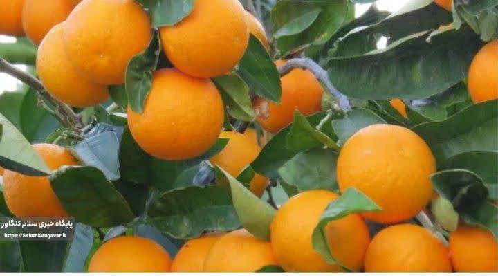 پیشبینی تولید ۸ میلیون تن مرکبات برای امسال