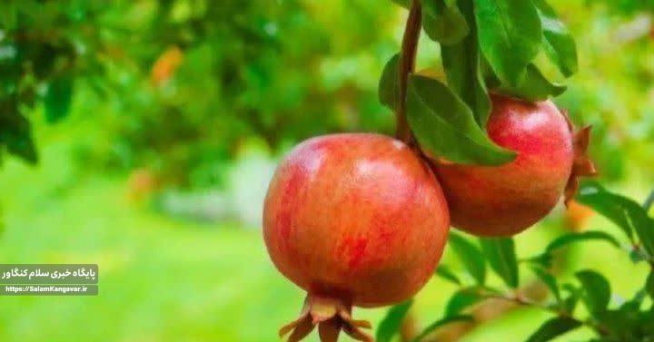 «هَنارانه»؛ آئینی کهن برای شکرگزاری