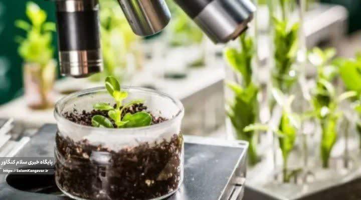 همایش بذر کرمانشاه نقطه عطفی در کشاورزی