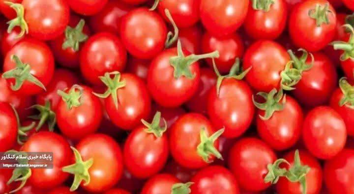 قیمت گوجهفرنگی در کرمانشاه رکورد زد