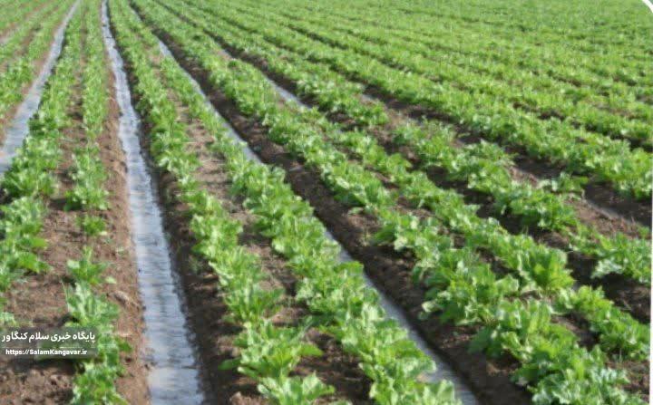 بازنگری جدی در الگوی کشت ضروری است