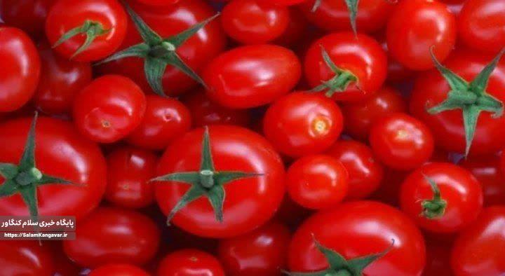 قیمت گوجهفرنگی ۴۰ درصد کاهش یافت