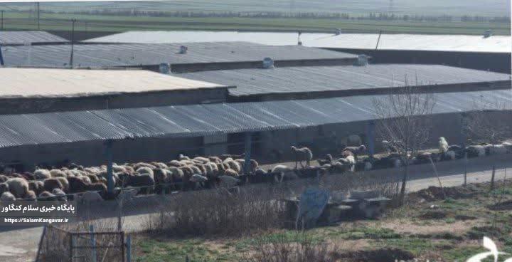 راهاندازی بزرگترین مرکز پرورش میش در کرمانشاه