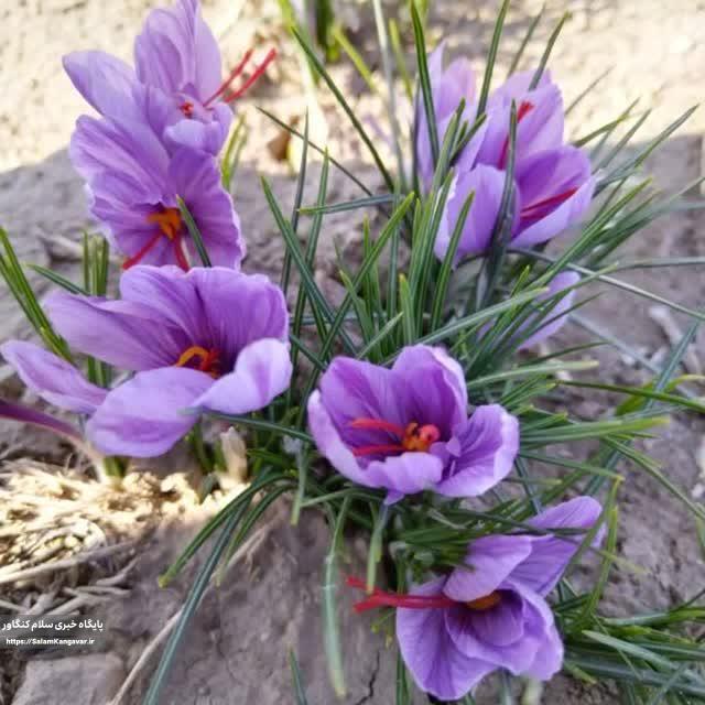 برداشت بیش از ۲۴۰ کیلوگرم زعفران از مزارع کنگاور