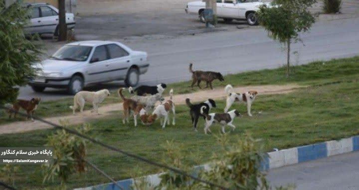 جولان سگهای ولگرد در کلانشهر بیکلانتر کرمانشاه