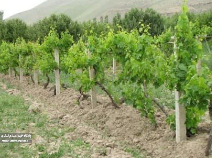 باغات دیم کرمانشاه توسعه می یابد