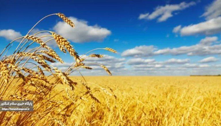 بیش از ۱۴ هزار هکتار از اراضی آبی و دیم شهرستان کنگاور زیر کشت گندم