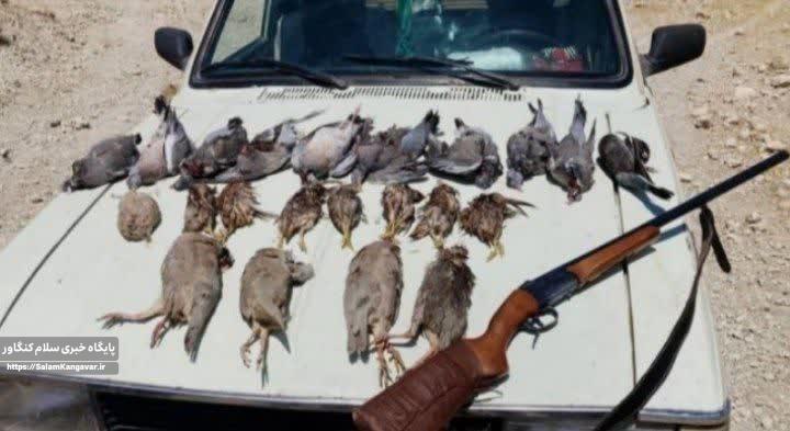 شکار بیرویه بلای جان حیات وحش کنگاور