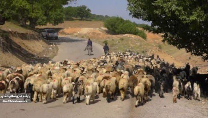 ضرورت هویتگذاری دامها برای جلوگیری از قاچاق