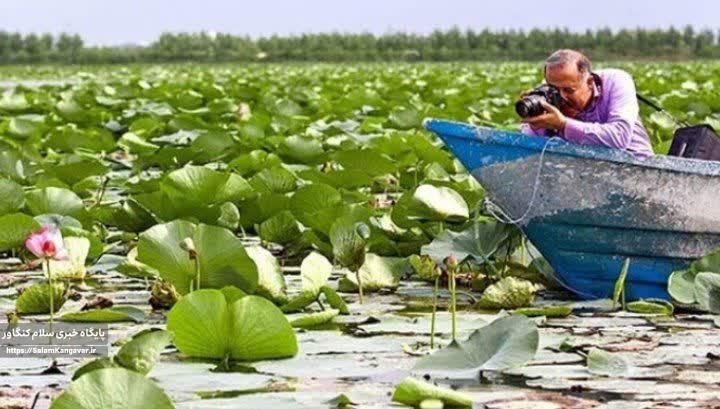 دیگر اثری از نیلوفرهای گل زرد در “سراب نیلوفر” کرمانشاه نیست