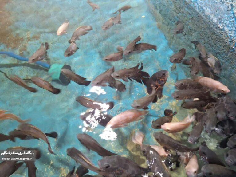 تولید یکمیلیون قطعه ماهی تزئینی در کنگاور