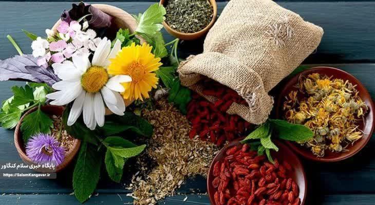 تولید ۱۱۵۰ تن محصول گیاه دارویی کرمانشاه