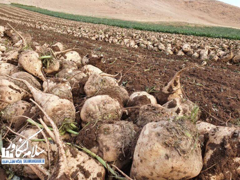 سفری شیرین به دنیای قند و پتانسیل های ناب آن ‼️