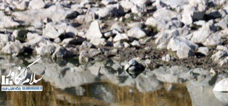 بارشها خوب باشد ،سرابهای کرمانشاه از دی ماه احیا خواهند شد